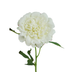 #1 white