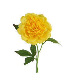 #4 yellow