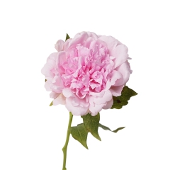 #6 pink purple