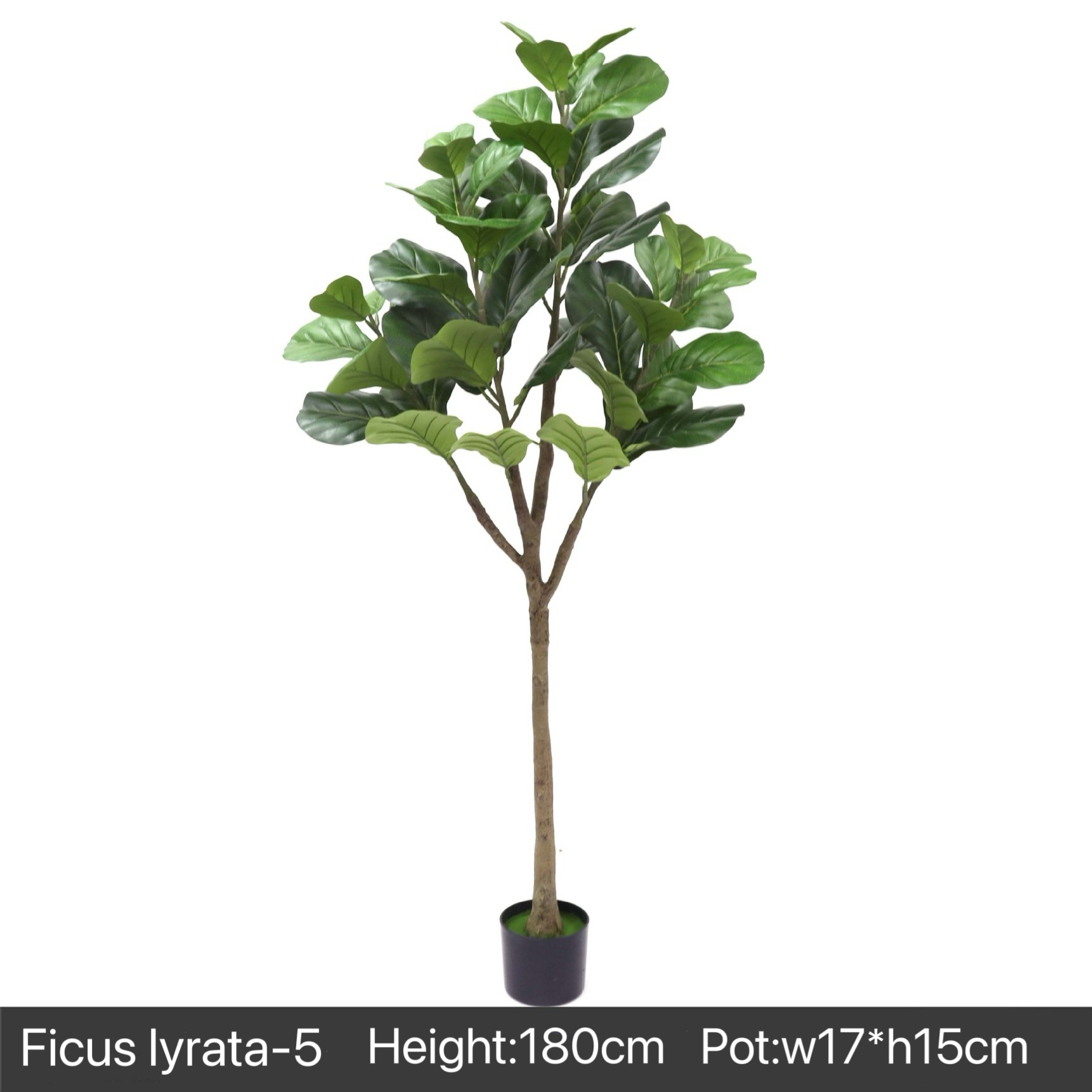AP020 Artificial FICUS IYRATA Tree- Indoor Home/Garden Decorative Large Artificial Ficus Iyrrata Tree