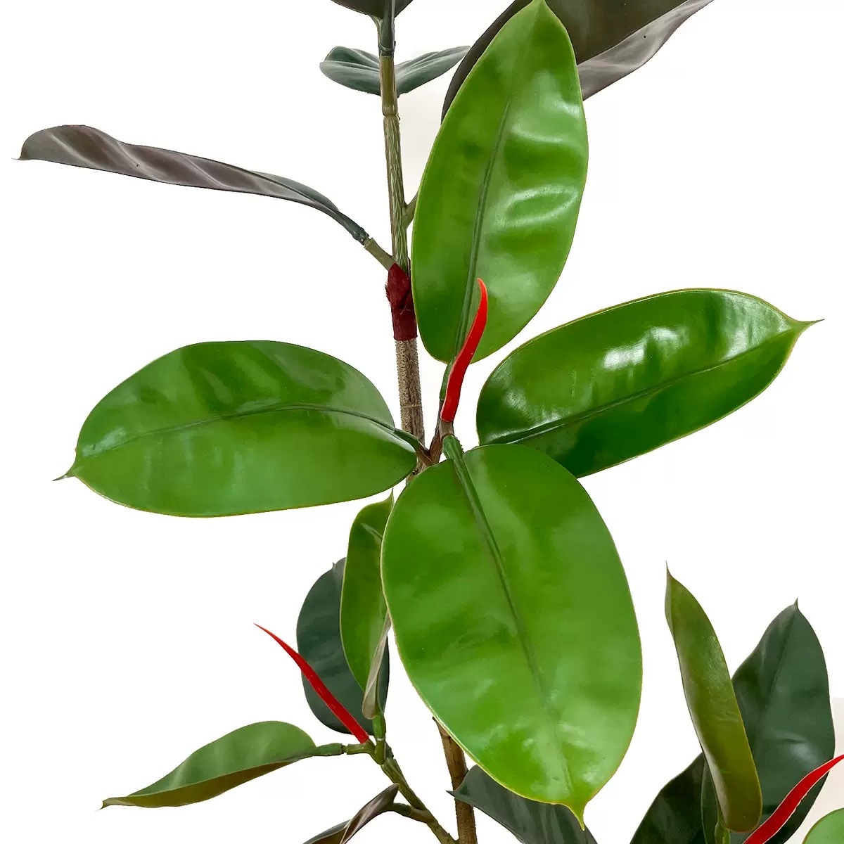 AP036 Artificial RUBBER TREE - Indoor Home/Garden Decorative Large Artificial Rubber Plants/Trees
