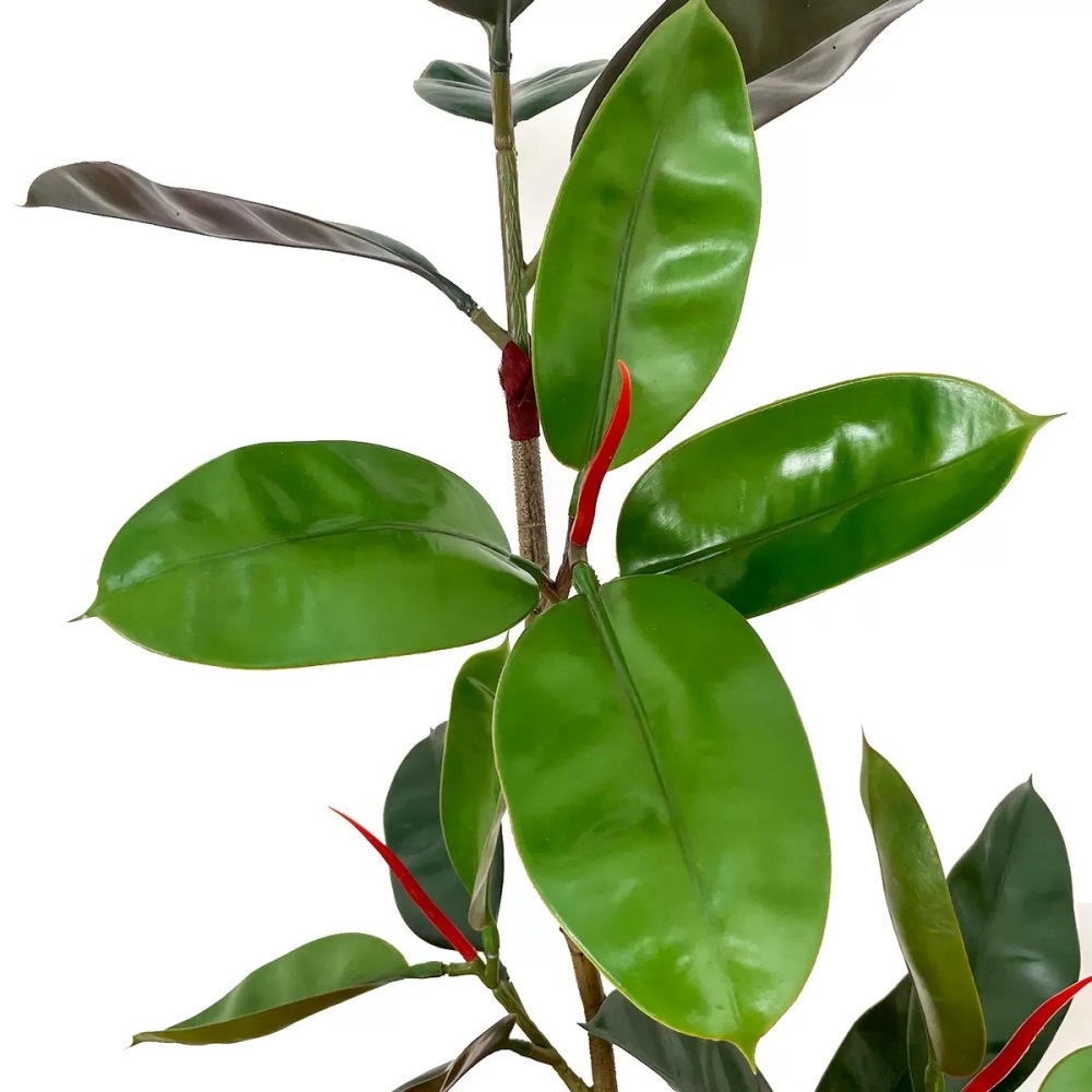 AP036 Artificial RUBBER TREE - Indoor Home/Garden Decorative Large Artificial Rubber Plants/Trees