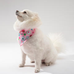 Summer sweet colorful pattern pets bandana