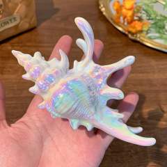 Summer holiday unique conch design hair claw clips