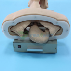 Electronic Airway Intubation Model(with Alarm Device) BIX-J51