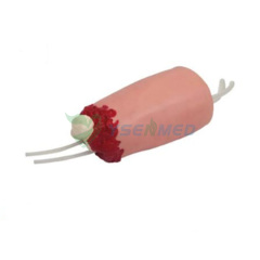 YSBIX-H3008 Modelo de hemostasia para traumatismos de extremidades inferiores amputadas