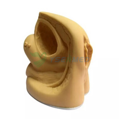 Inside and outside of the female genitalia and urethral catheterization model YSBIX-H6D