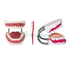 Modelo de atención médica de enfermería dental (5 veces) YSBX-HY