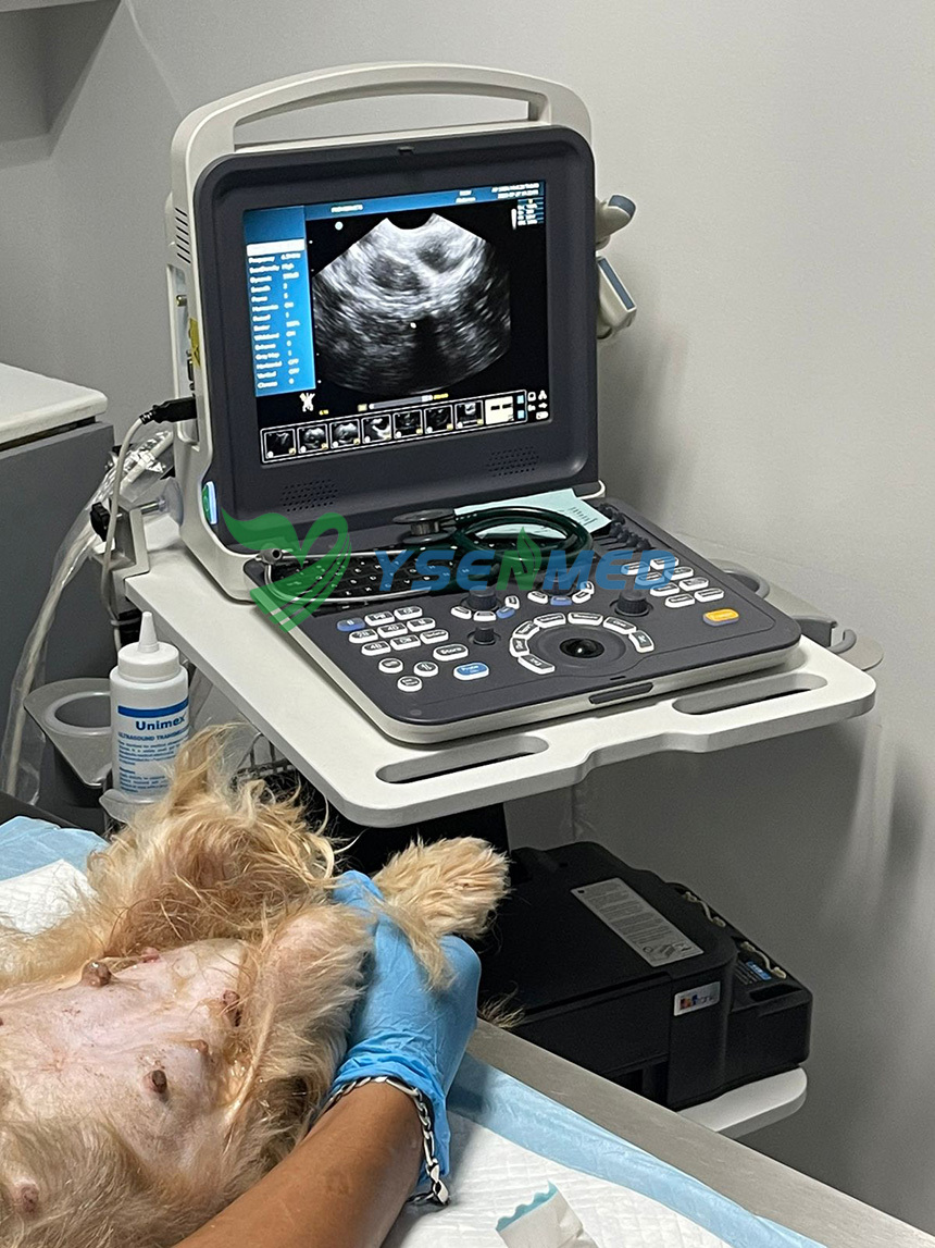 YSENMED veterinary color doppler ultrasound YSB-M5 VET and pet infrared therapy cage YSVET1220C in service in a Philippines vet clinic