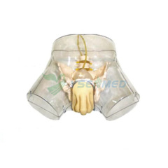 Transparent Male Urethral Catheterization model YSBIX-H3D