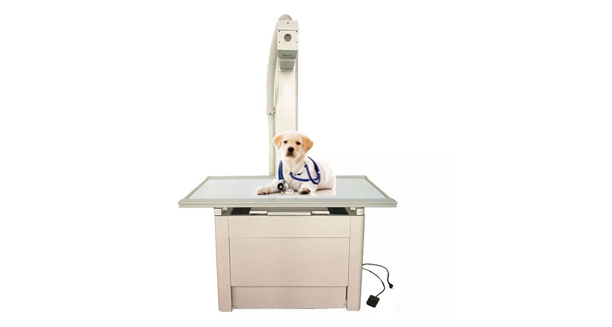 Navigating Veterinary Digital Radiography: Key Factors in Choosing the Right Solution