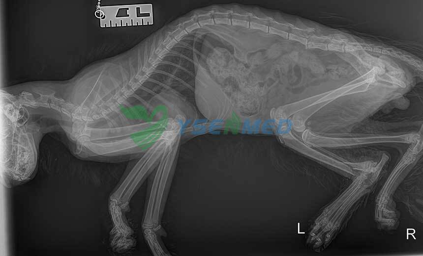 Customer from UAE shares some clinic images by YSENMED YSX056-PD portable veterinary x-ray unit.