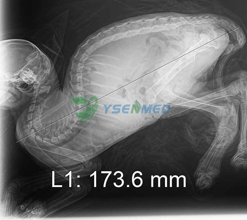 YSX056-PD-image