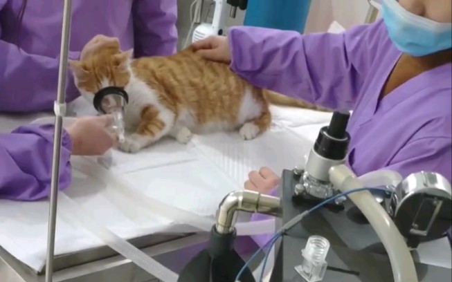 veterinary anesthesia machine