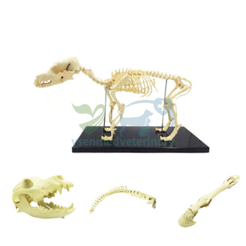Hospital de animales uso preoperatorio perro Animal Canie hueso modelo YSVET-MX01