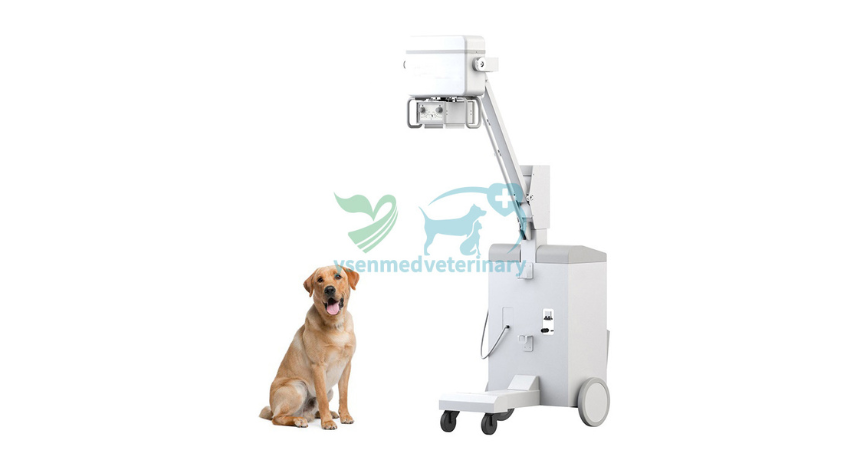 Can a Dog Have an X-ray Without Anaesthesia?