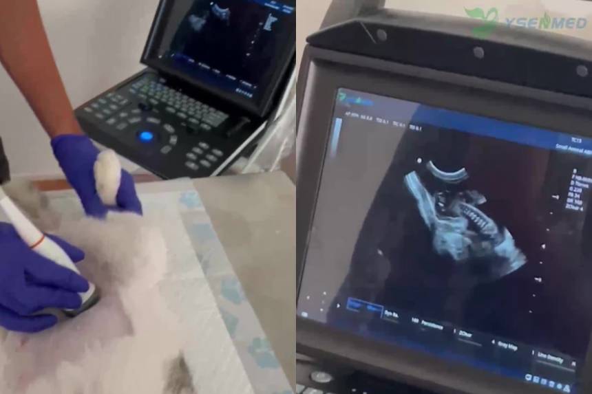 Chilean Veterinarian Chooses YSB-M5 VET Portable Color Doppler Ultrasound for a New Veterinary Clinic