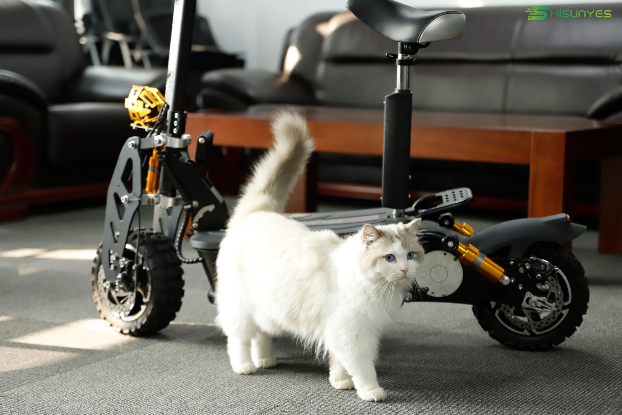 The cat and the electric scooter X6.