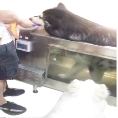 hot sale Dogs Electric Hydrotherapy Walking Machine Pet Underwater Treadmill for Pet