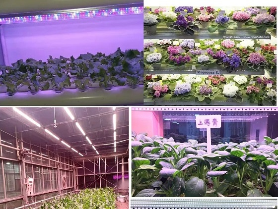 Led Grow Light