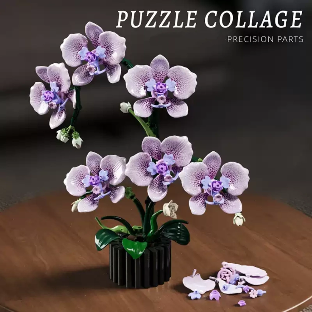 MJI 13115 Phalaenopsis Creator Expert