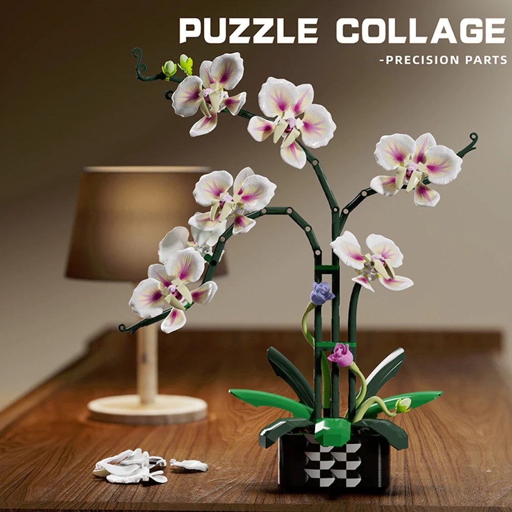 MJI 13113 CYMBIDIUM Creator Expert