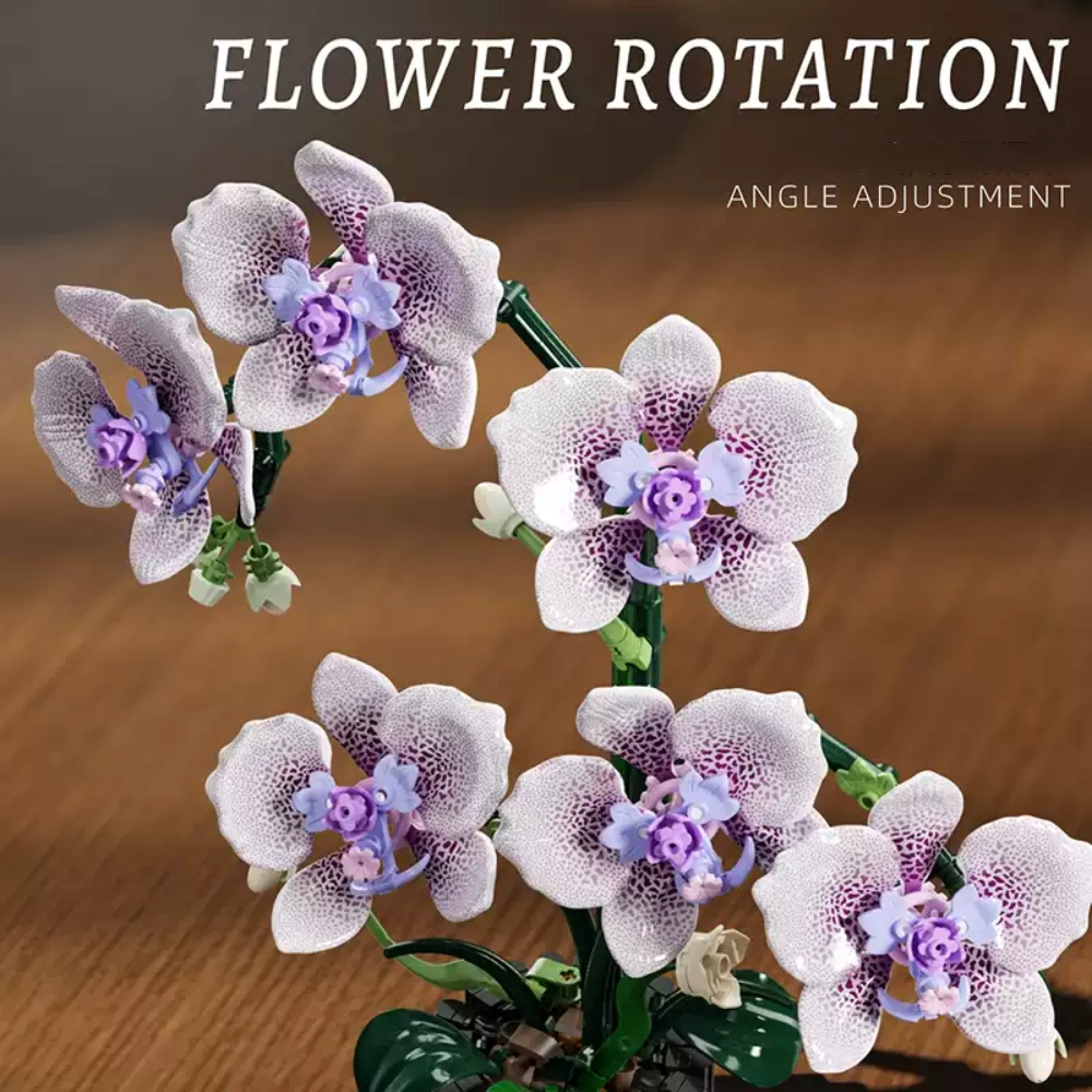 MJI 13115 Phalaenopsis Creator Expert