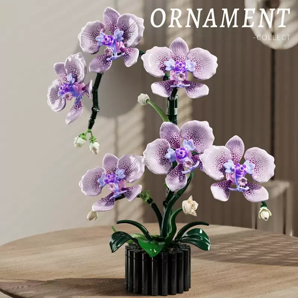 MJI 13115 Phalaenopsis Creator Expert