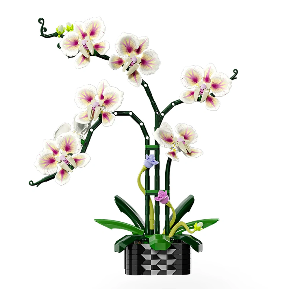 MJI 13113 CYMBIDIUM Creator Expert