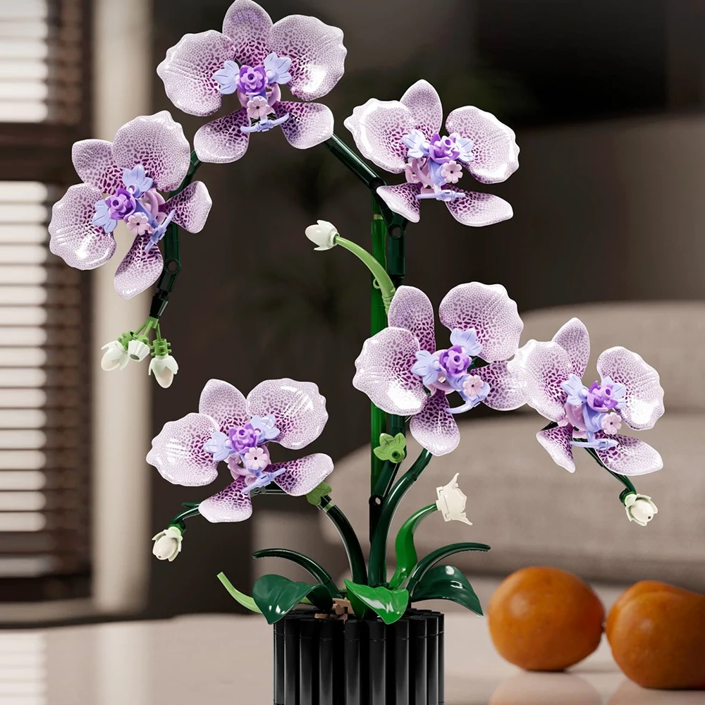 MJI 13115 Phalaenopsis Creator Expert