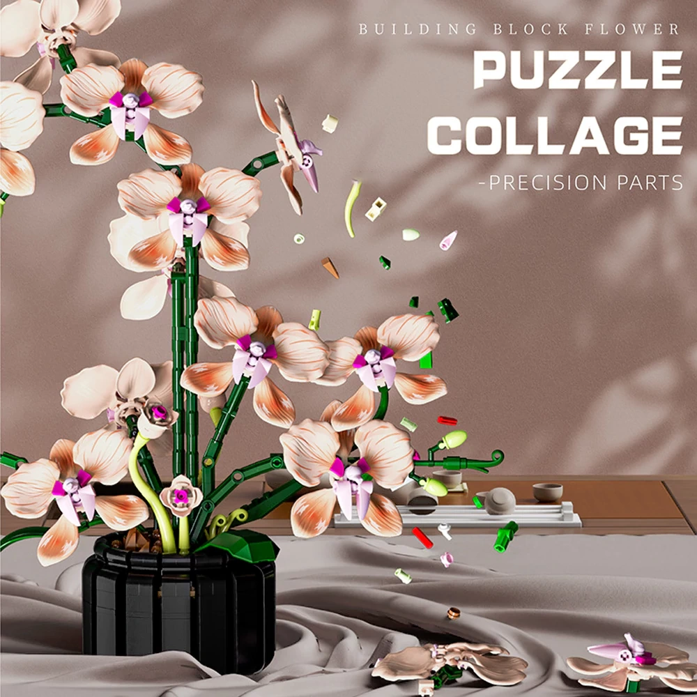 MJI 13111 Phalaenopsis Creator Expert