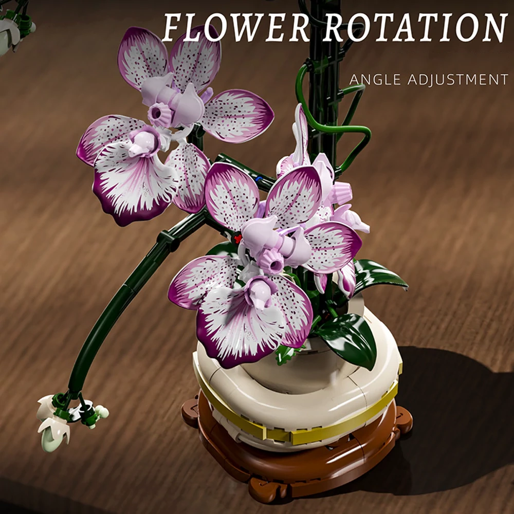 MJI 13114 CYMBIDIUM Creator Expert