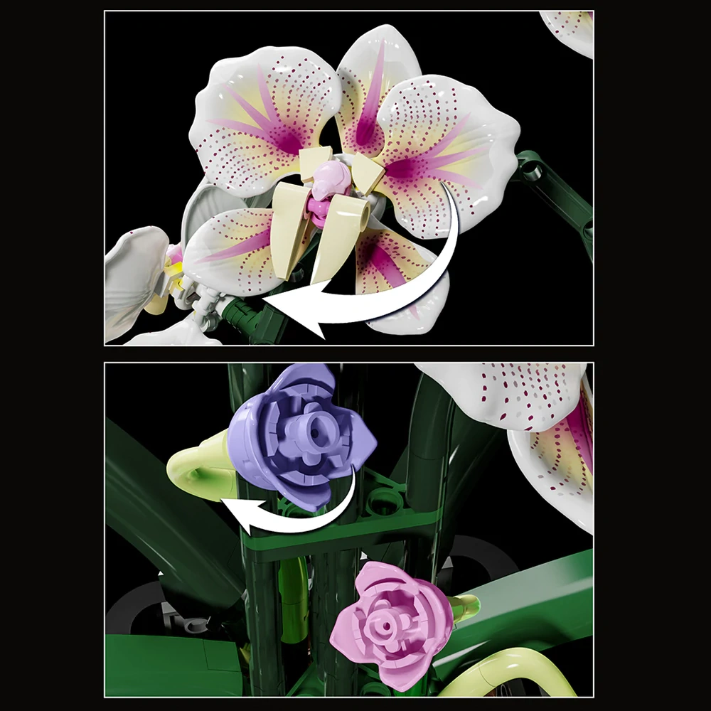 MJI 13113 CYMBIDIUM Creator Expert