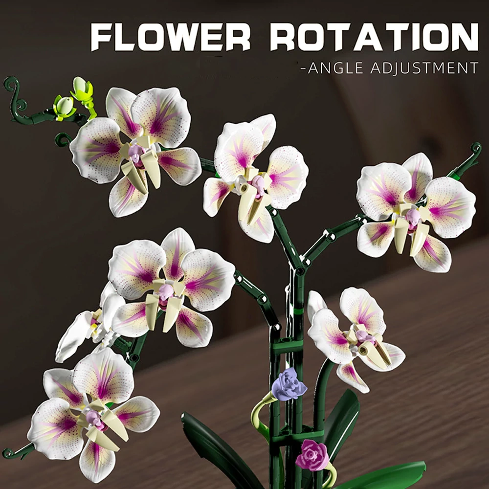 MJI 13113 CYMBIDIUM Creator Expert