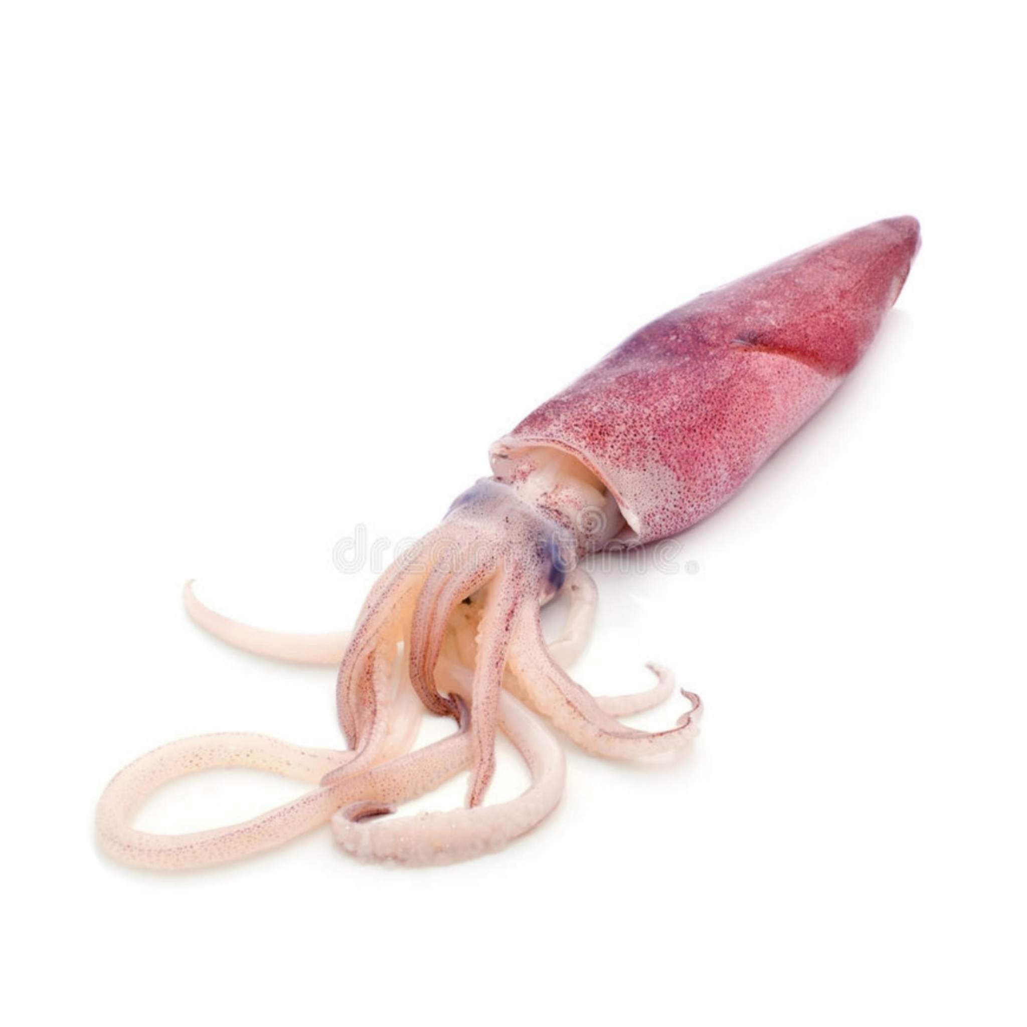 鱿鱼 (squid)