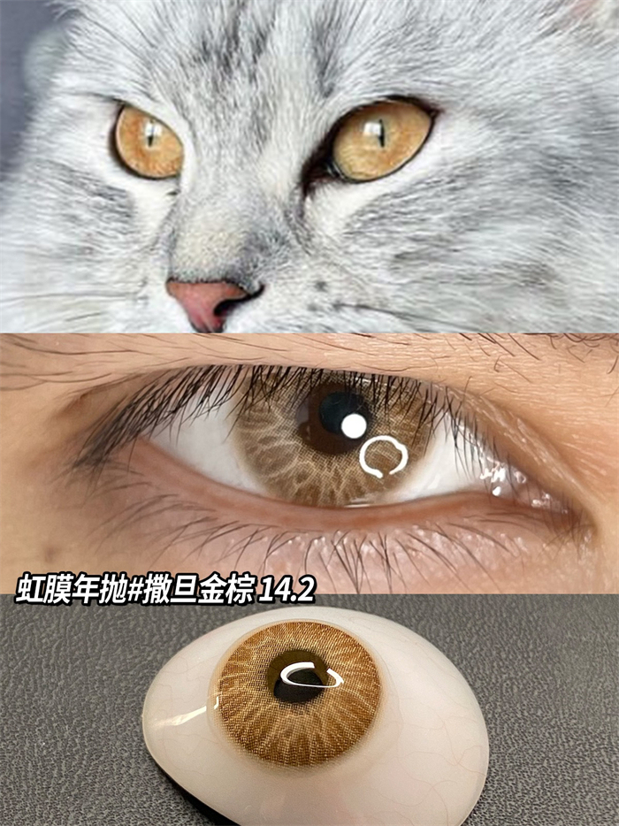 年拋 CHAORENJUN Evil Brown 0-800度 編號894
