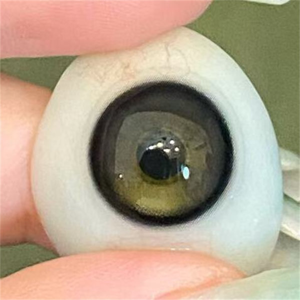 日拋 CHAORENJUN 綠琥珀 0-1000度 編號968