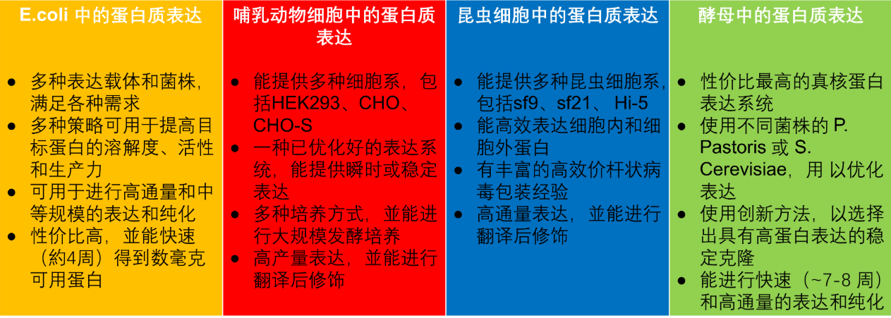 重组蛋白表达