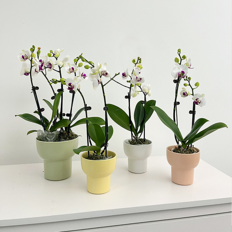 Matorino -Ceramic Plant Pots None Tray, Modern Decorative Gardening Pot with Drainage for All House Plants, a Set of 4, White and 4.7 Inch, for Flowers, Herbs, African Violets, Succulents, Aloe, Ivy.