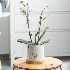 Matorino -Ceramic Plant Pot with Golden Saucer, Water Transfer Printing Pots with Drainage Hole for Succulent, Indoor Flowers, Snake Plants, Cactus, Herbs,Three Colors.