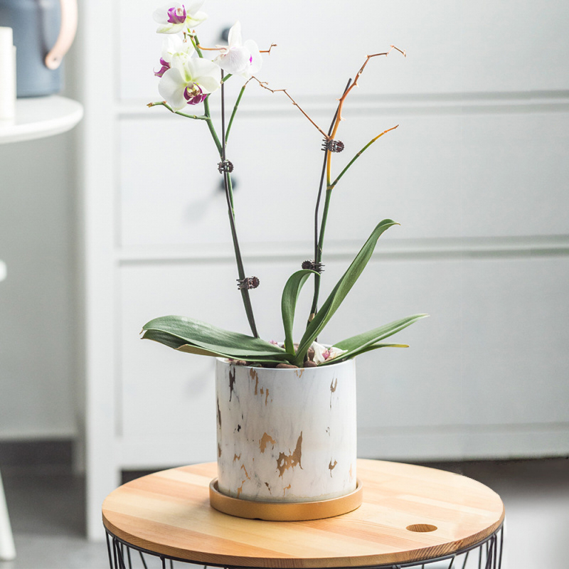 Matorino -Ceramic Plant Pot with Golden Saucer, Water Transfer Printing Pots with Drainage Hole for Succulent, Indoor Flowers, Snake Plants, Cactus, Herbs,Three Colors.
