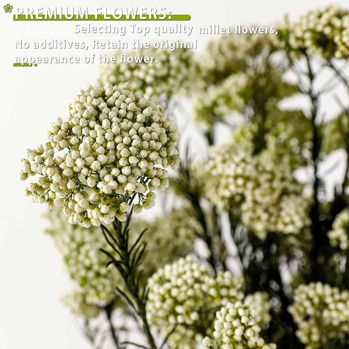 Matorino -Dried Flowers Bouquet Millet Dry Flower 100% Natural for Vase Home Decoration Wedding DIY Arrangement.