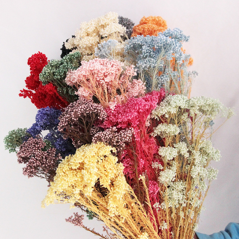 Matorino -Dried Flowers Bouquet Millet Dry Flower 100% Natural for Vase Home Decoration Wedding DIY Arrangement.