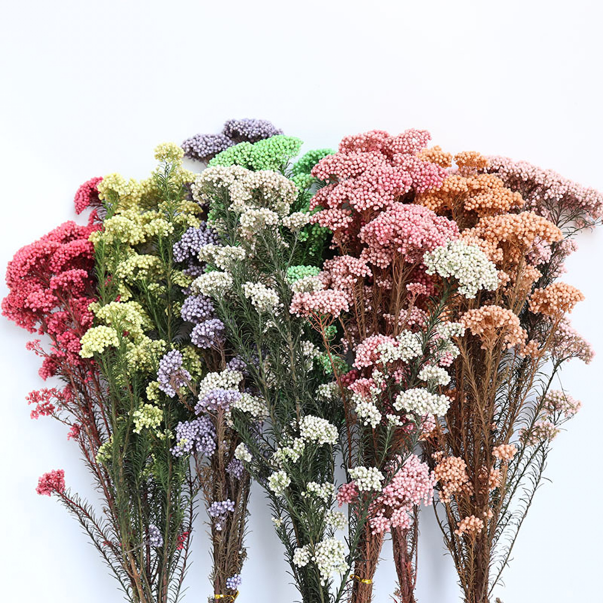 Matorino -Dried Flowers Bouquet Millet Dry Flower 100% Natural for Vase Home Decoration Wedding DIY Arrangement.