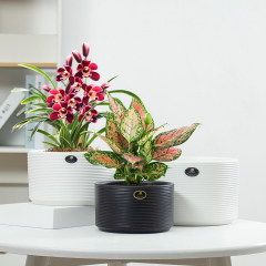 Matorino -Ceramic Modern Glaze Succulent Planter Pot with Drainage Hole and Saucer Round Flower Plant Pot for Indoor Outdoor Herb Snake Plants.