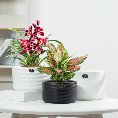 Matorino -Ceramic Modern Glaze Succulent Planter Pot with Drainage Hole and Saucer Round Flower Plant Pot for Indoor Outdoor Herb Snake Plants.