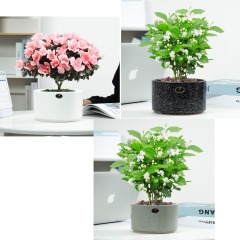 Matorino -Ceramic Modern Glaze Succulent Planter Pot with Drainage Hole and Saucer Round Flower Plant Pot for Indoor Outdoor Herb Snake Plants.