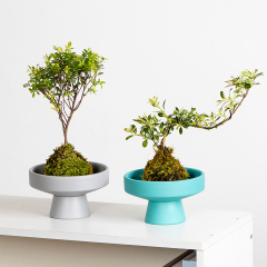 Matorino -Ceramic Plant pots Indoor Pots Set with Drainage Holes, Modern Decorative pots Outdoor Plants Lilies, Cacti, Succulents, Snakes.