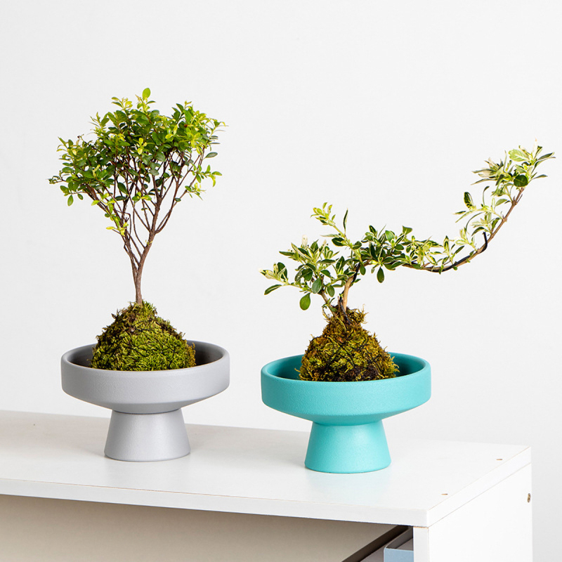 Matorino -Ceramic Plant pots Indoor Pots Set with Drainage Holes, Modern Decorative pots Outdoor Plants Lilies, Cacti, Succulents, Snakes.