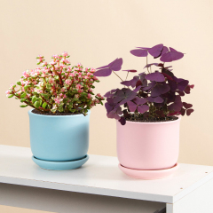 Matorino -Plant pot with Drainage and Saucer, Ceramic Planters Indoor Plants, Flower Pot Outdoor, Leaf Printing Indoor Pots for Plants.